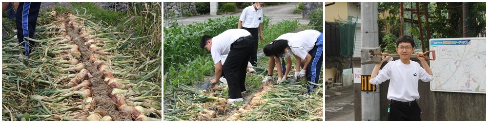 タマネギ収穫２